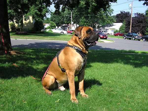 Bullmastiff harness