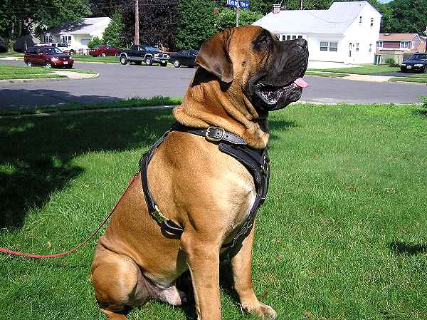 training dog harness