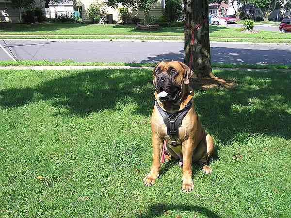 Bullmastiff dog with our walking and training harness on