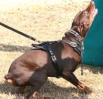 dog harness for Doberman