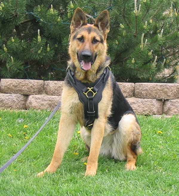 German Shepherd harness for training with padded chest plate