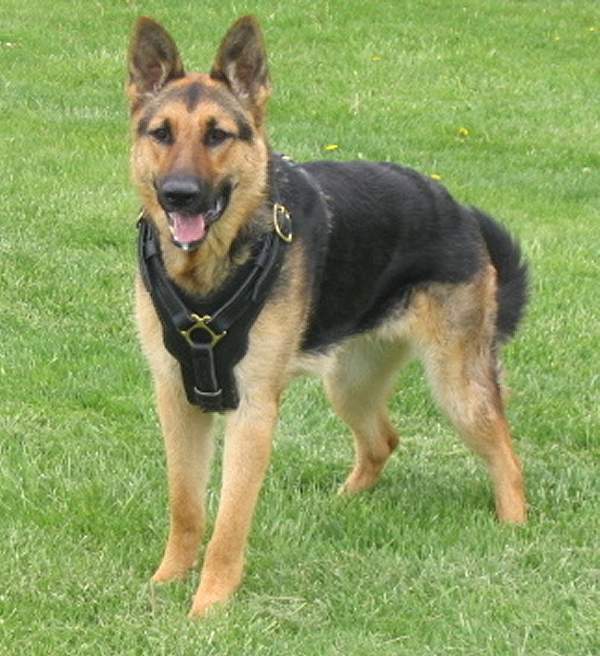 German Shepherd Leather dog training harness