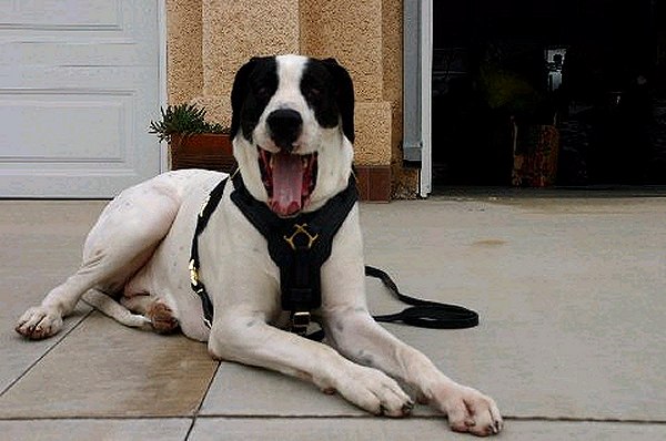 Great Dane Harness