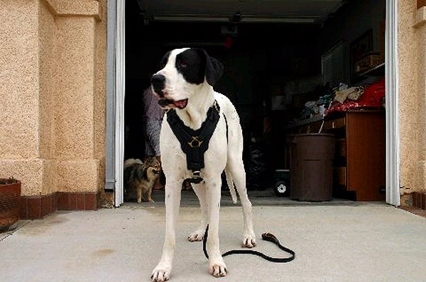 harness for big dog