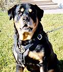 Rottweiler dog harness