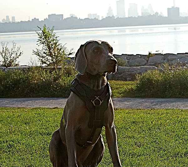 Weimaraner dog harness