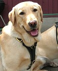 labrador dog harness