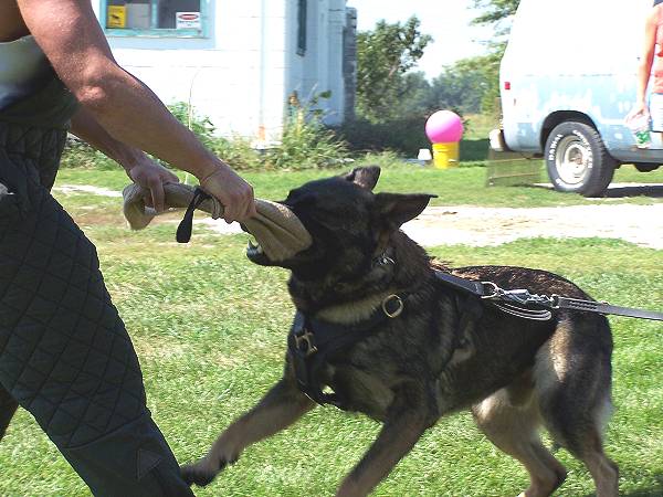 dog harness