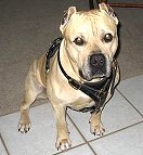 Pit bull dog harness