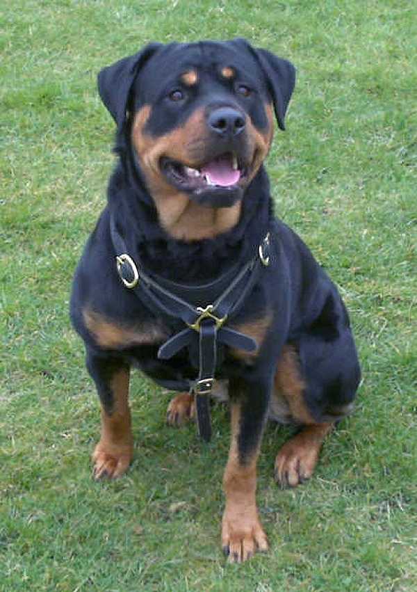 Tracking Rottweiler harness