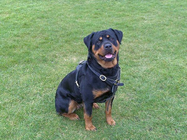 leather Rottweiler harness