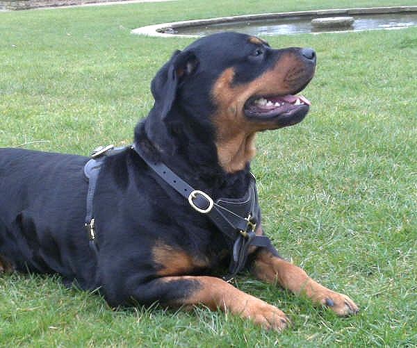 Rottweiler harness for training