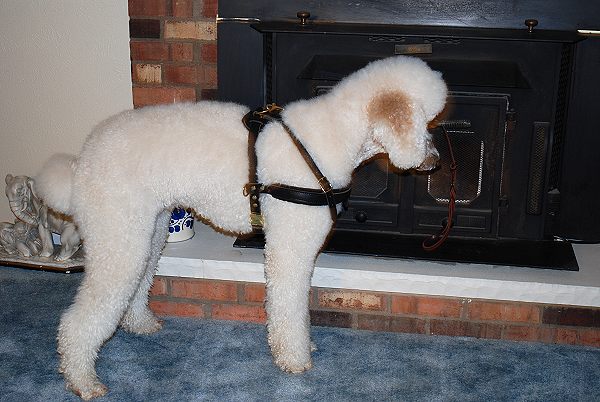 leather dog training harness