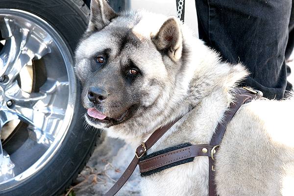 Akita Inu dog Pulling Training Harness