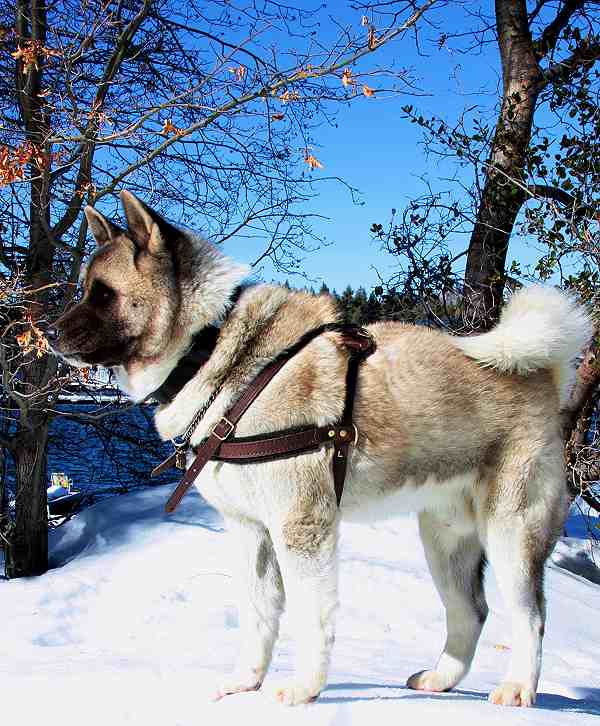 Akita Inu Leather Dog Harness for Tracking and Pulling