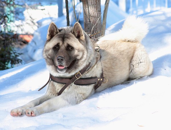 Akita Inu Canine leather pulling harness