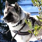 Akita Inu dog harness