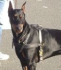 Agitation Leather Dog Harness For Doberman