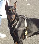 Doberman Leather Dog Harness with Horizontal Chest Strap