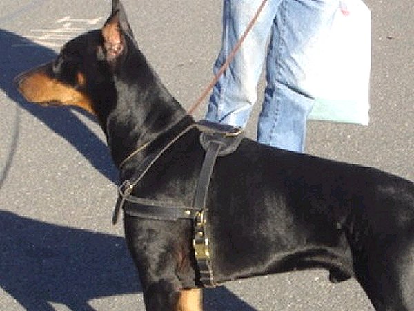 doberman harness