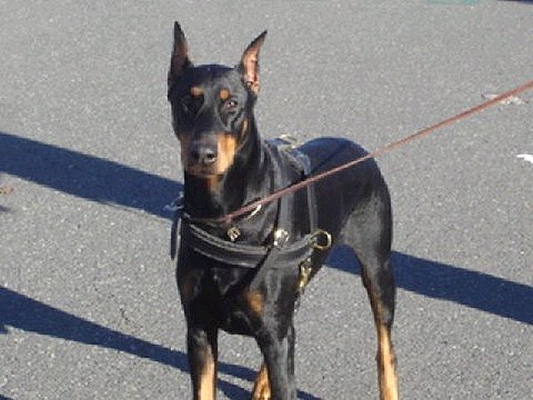 Adjustable Doberman Dog Training Harness