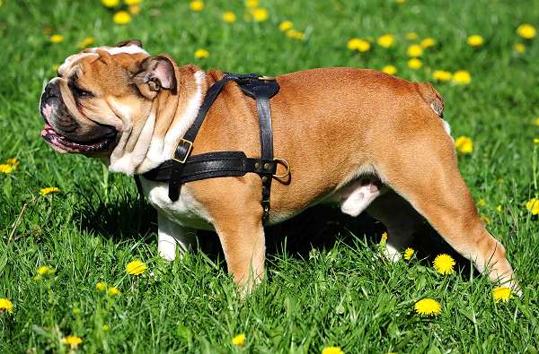 dog harness for English Bulldog