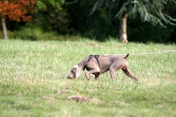 Weimaraner dog harness