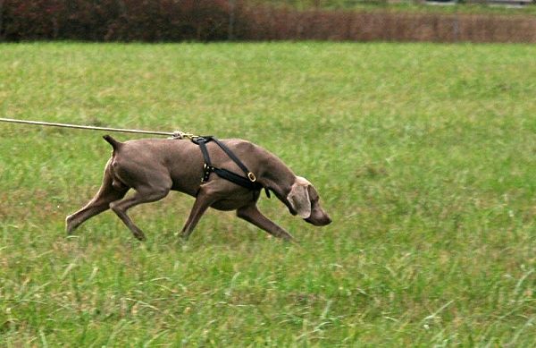 dog training harness