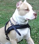 Leather Dog Harness For Pitbull