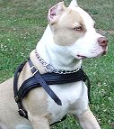 Pitbull Tracking Leather Dog Harness Adjustable