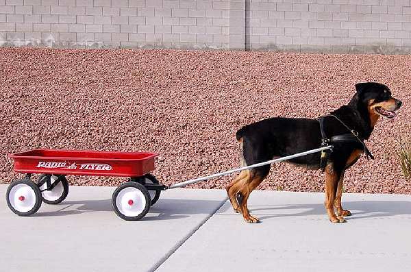 Pulling Rottweiler Leather Harness