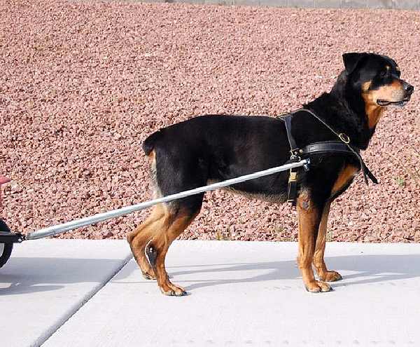 Tracking Rottweiler Leather Harness