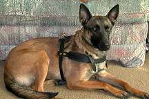 Malinois dog padded leather harness