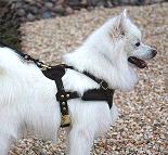 Agitation Leather Dog Harness