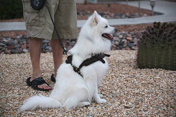 American Eskimo Size Chart