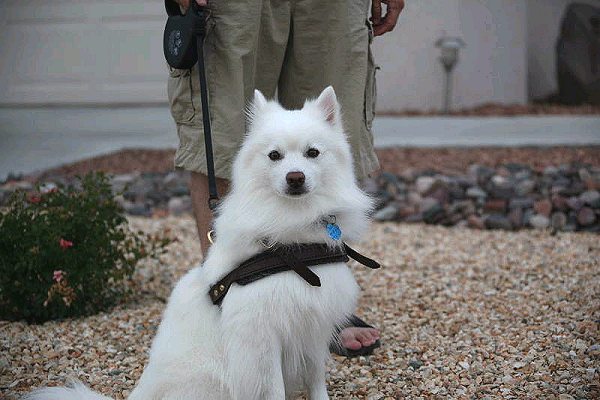 American Eskimo soft dog harness