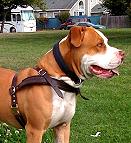 Pit bull dog tracking harness