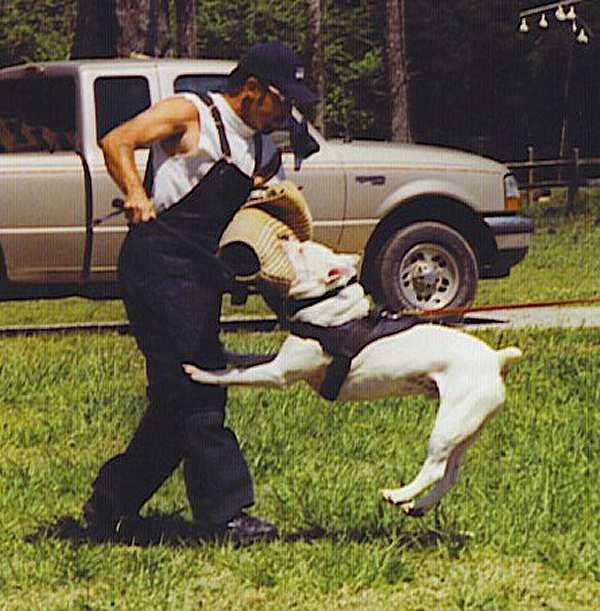 American Bulldog Training in Nylon Dog Harness