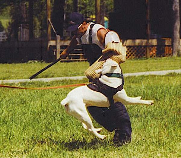 American Bulldog Performing Attack Training in Nylon Dog Harness