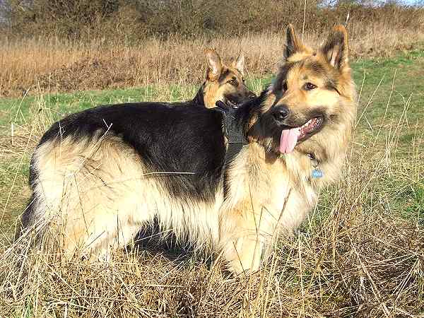 German Shepherd Dog Harness for any weather