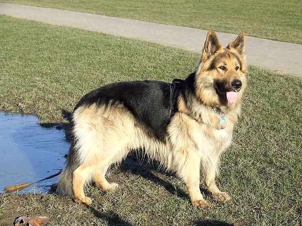 German Shepherd Dog Harness for training