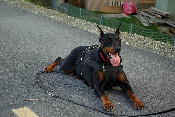 adjustable dog harness for Doberman