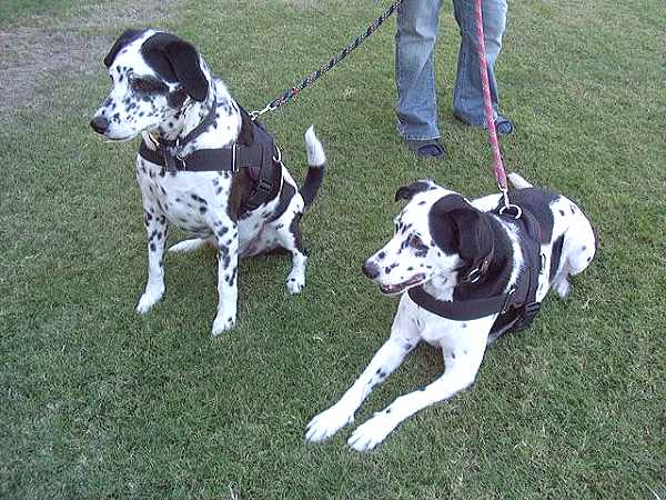 dog training harness