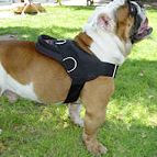 All Weather dog harness for training English Bulldog