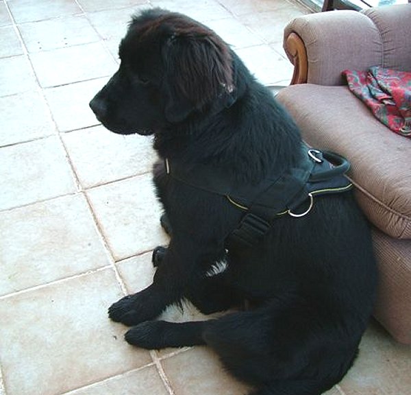 dog training harness
