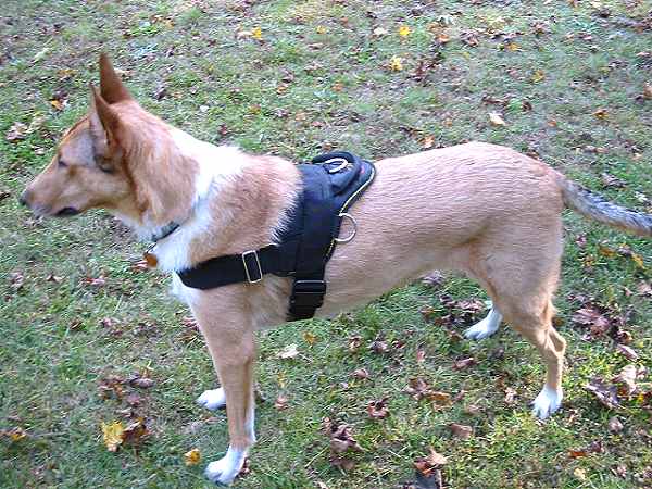 dog harness for Belgian Malinois