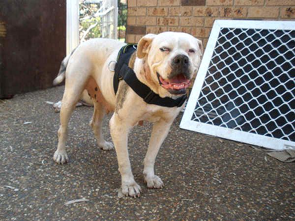 Pitbull dog nylon harness