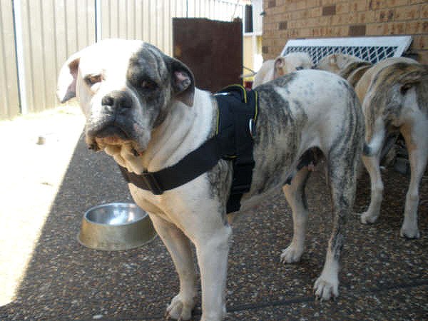 Pitbull walking and training dog harness