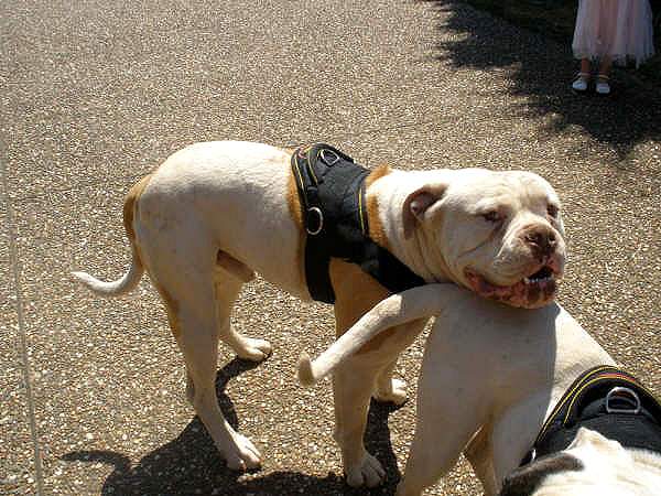 American Bulldogs wearing training dog harness