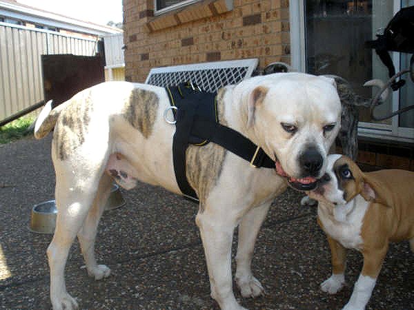 American Bulldog with tracking nylon harness on